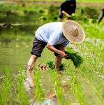 小型氣象站在農(nóng)業(yè)種植方面的應(yīng)用